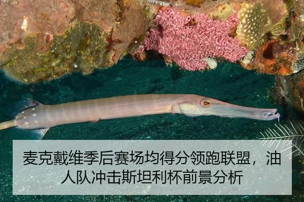 麦克戴维季后赛场均得分领跑联盟，油人队冲击斯坦利杯前景分析
